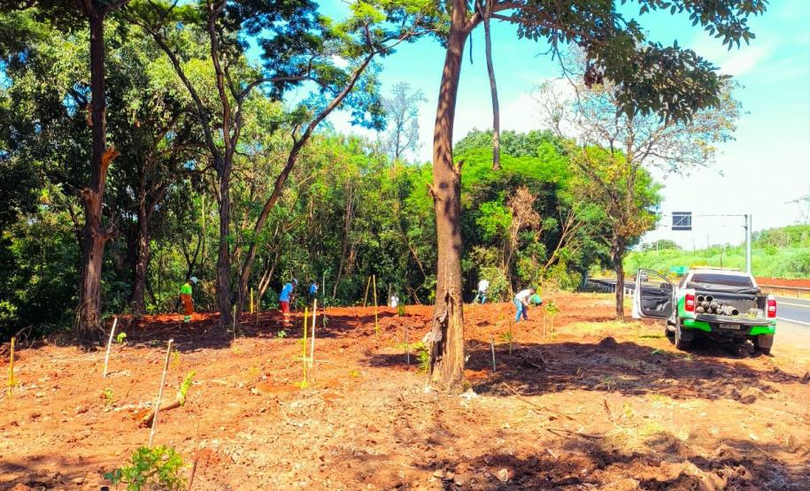 IAT e EPR Litoral Pioneiro promovem recuperação de mata ciliar no Rio Paranapanema