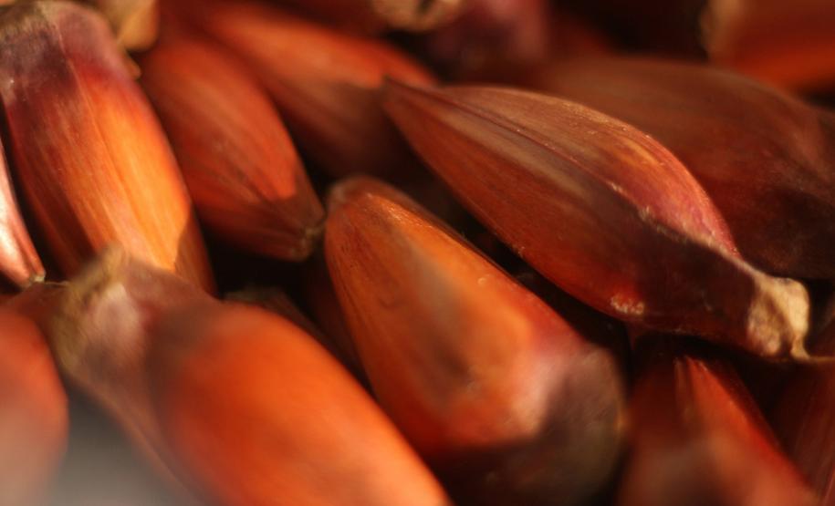 IAT reforça mudança na temporada do pinhão: venda começa em 15 de abril