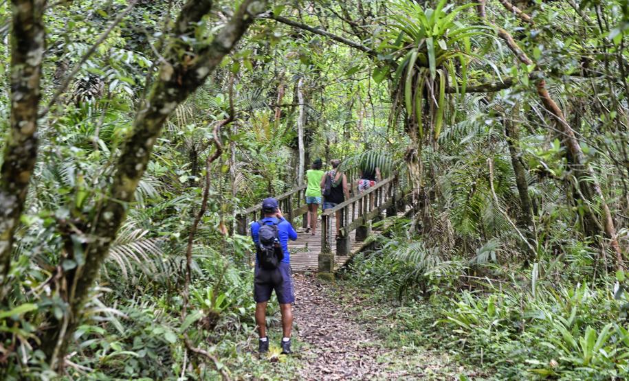 Parque Rio da Onça: um paraíso da Mata Atlântica encravado entre as praias do Paraná