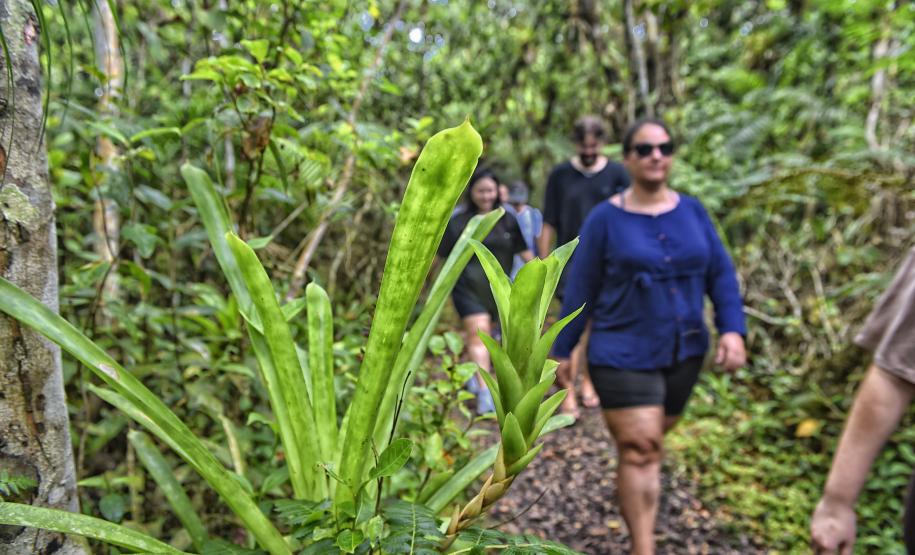 Parque Rio da Onça: um paraíso da Mata Atlântica encravado entre as praias do Paraná