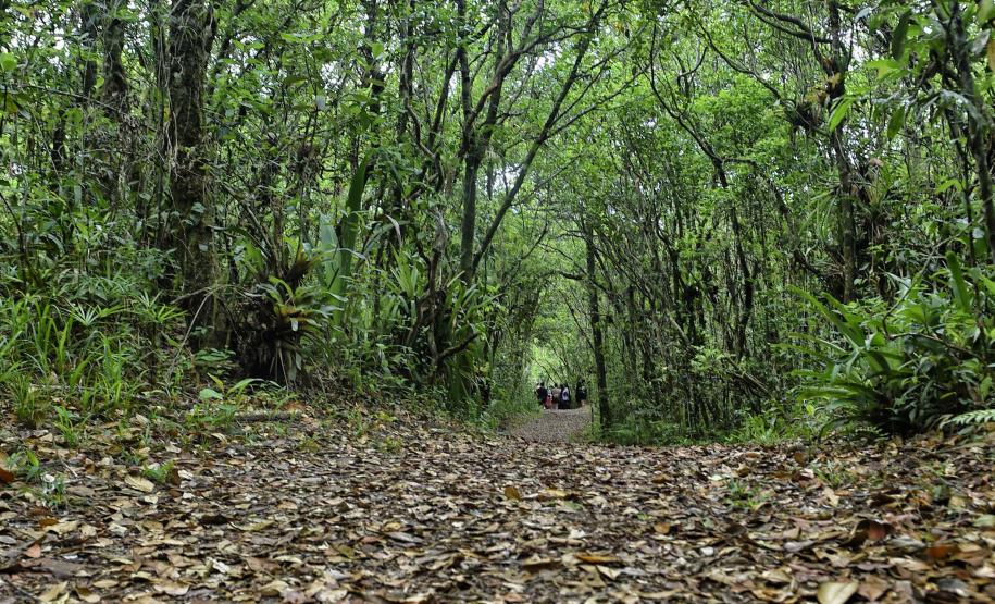 Parque Rio da Onça: um paraíso da Mata Atlântica encravado entre as praias do Paraná