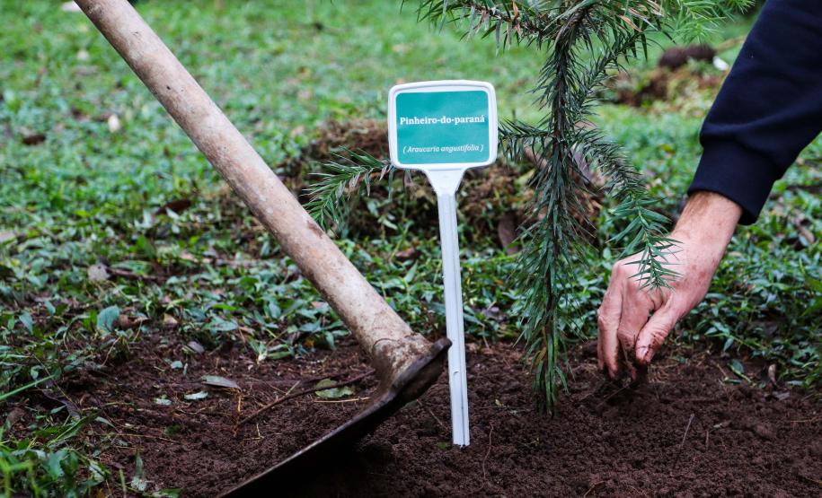 Paraná supera 13,2 milhões de mudas distribuídas: conheças as espécies mais procuradas
