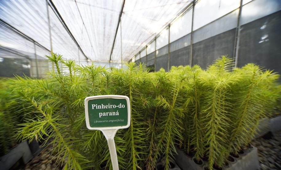 Paraná supera 13,2 milhões de mudas distribuídas: conheças as espécies mais procuradas