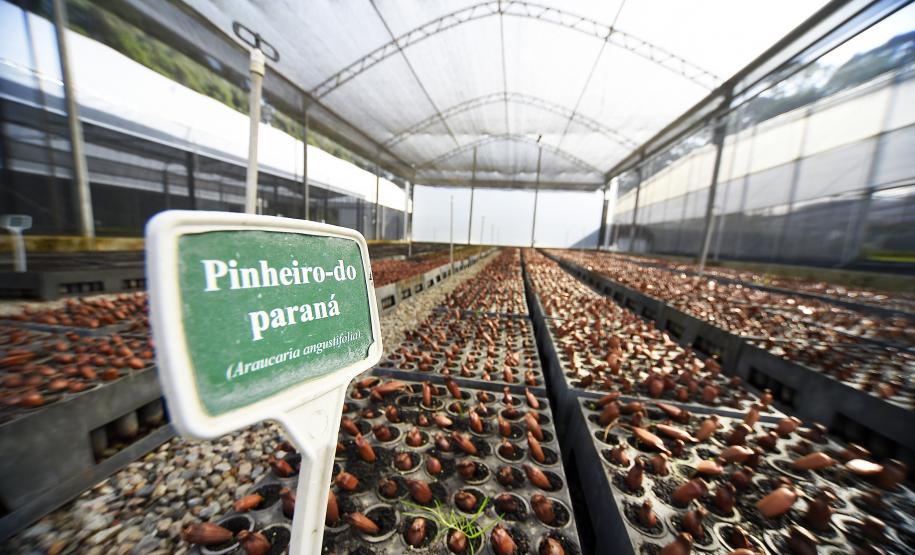 Paraná supera 13,2 milhões de mudas distribuídas: conheças as espécies mais procuradas