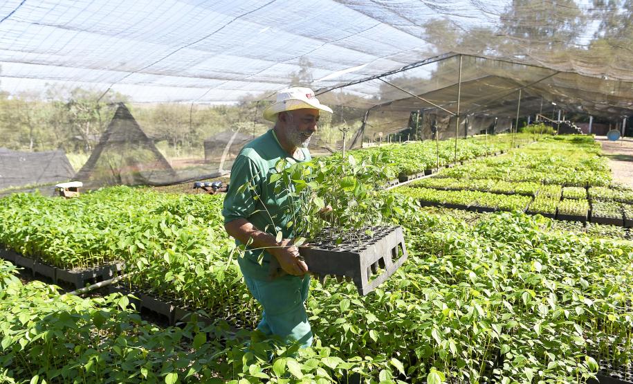 Estado vai ampliar em 20% as espécies de mudas ofertadas à população até 2027