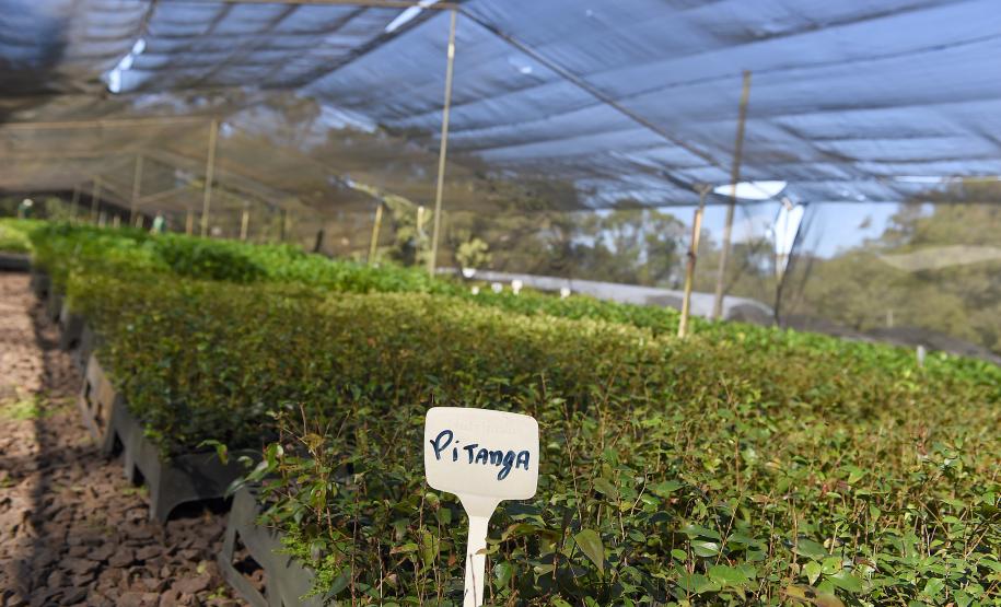 Paraná supera 13,2 milhões de mudas distribuídas: conheças as espécies mais procuradas