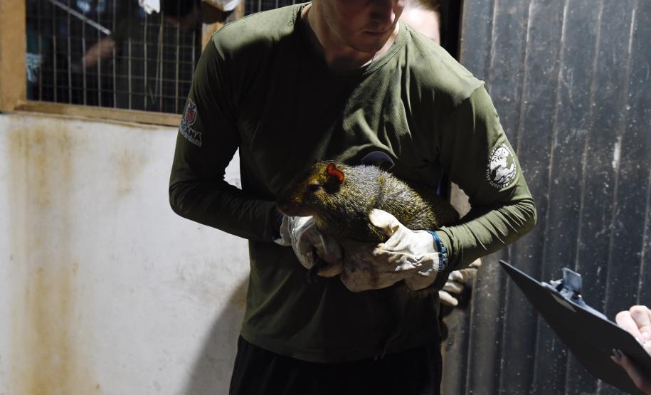 IAT resgata 29 cutias e 9 pacas de criadouro irregular em Cantagalo, no Centro-Sul