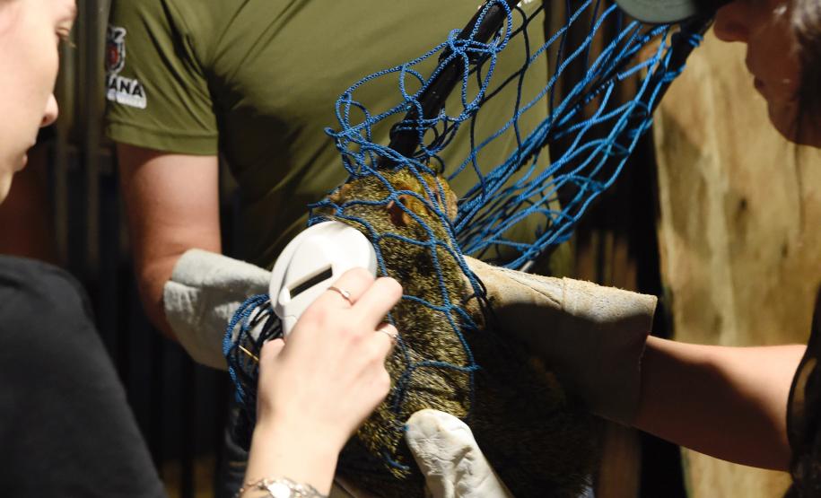 IAT resgata 29 cutias e 9 pacas de criadouro irregular em Cantagalo, no Centro-Sul