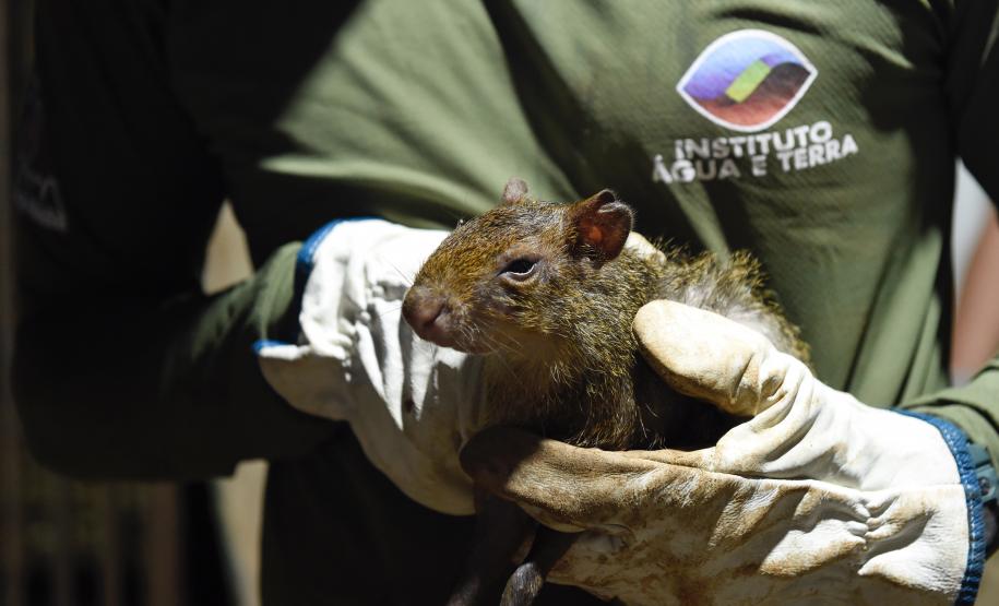 IAT resgata 29 cutias e 9 pacas de criadouro irregular em Cantagalo, no Centro-Sul