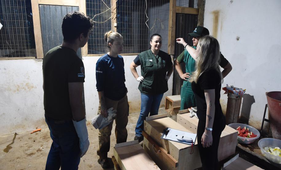 IAT resgata 29 cutias e 9 pacas de criadouro irregular em Cantagalo, no Centro-Sul