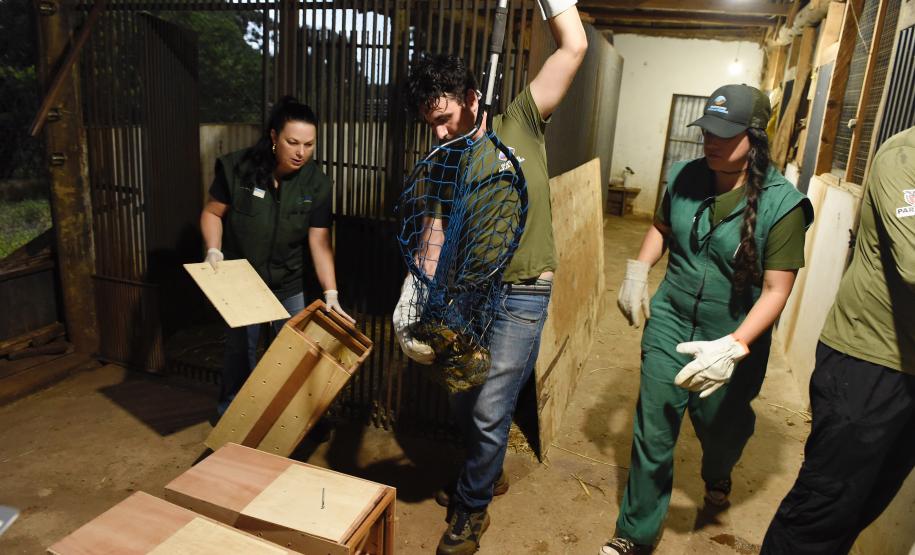 IAT resgata 29 cutias e 9 pacas de criadouro irregular em Cantagalo, no Centro-Sul