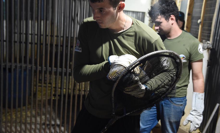 IAT resgata 29 cutias e 9 pacas de criadouro irregular em Cantagalo, no Centro-Sul