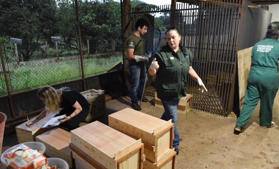 IAT resgata 29 cutias e 9 pacas de criadouro irregular em Cantagalo, no Centro-Sul