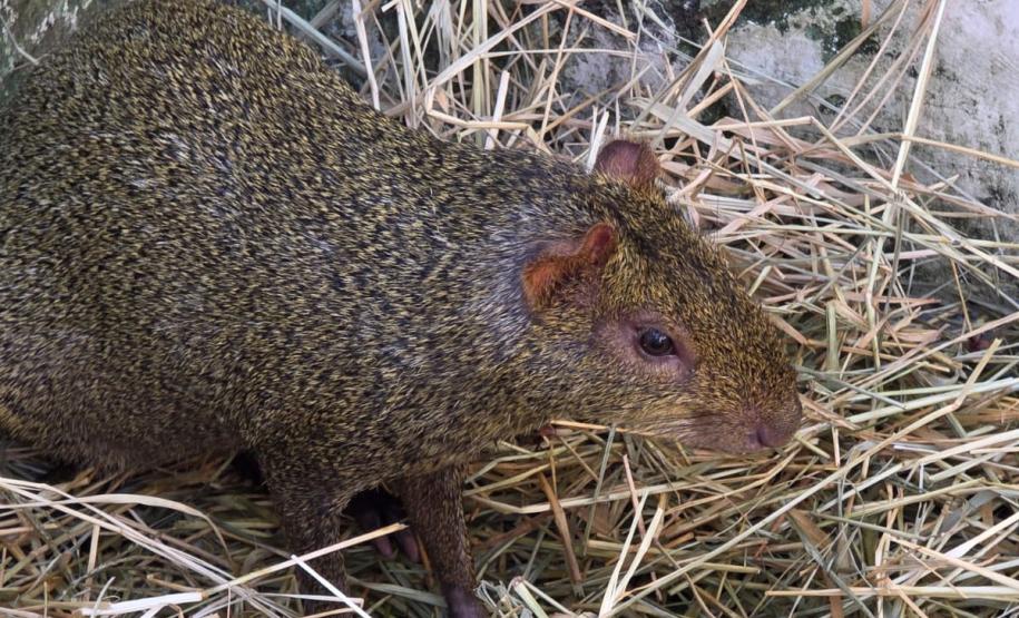 IAT resgata 29 cutias e 9 pacas de criadouro irregular em Cantagalo, no Centro-Sul