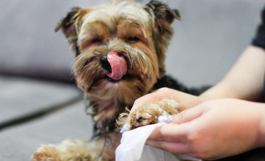 Contrapartida social do Paraná Competitivo vai revitalizar praças com foco pet