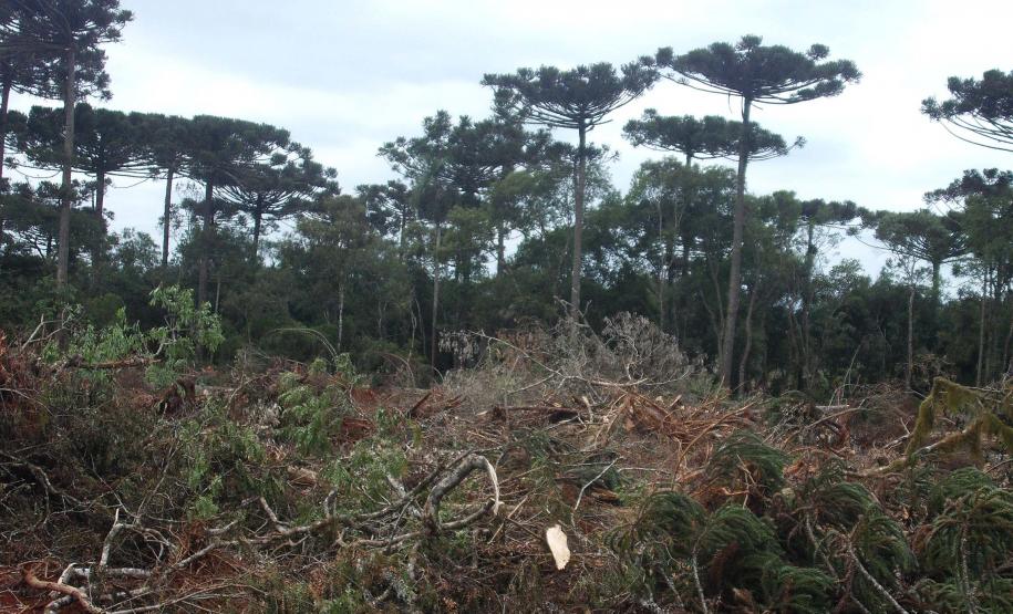 Com descontos e parcelamentos, Estado regulamenta Refis Ambiental
