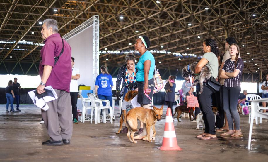 CastraPet vai beneficiar 5,4 mil cães e gatos em maio; agenda começa no feriado
