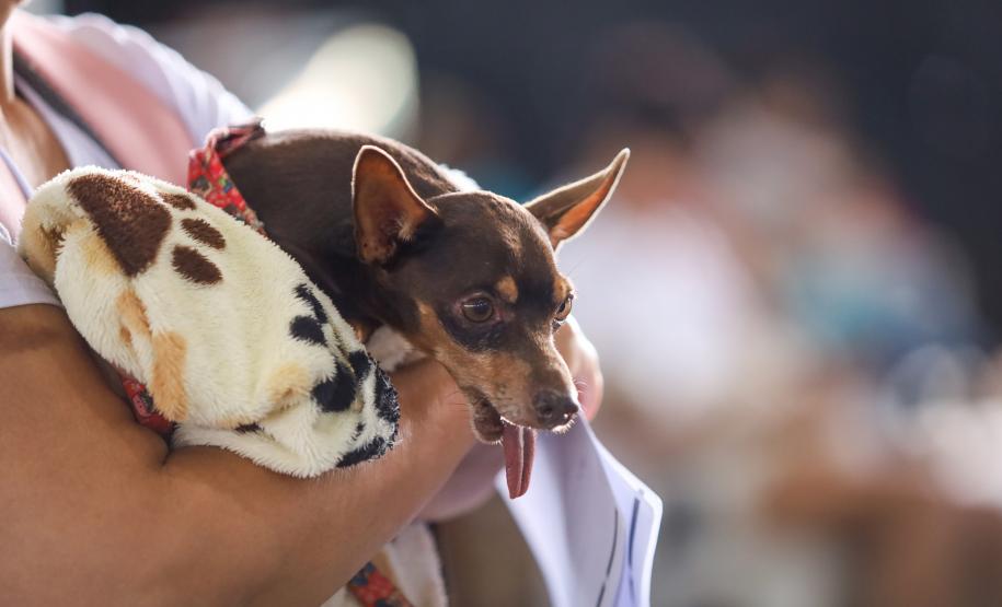 CastraPet vai beneficiar 5,4 mil cães e gatos em maio; agenda começa no feriado