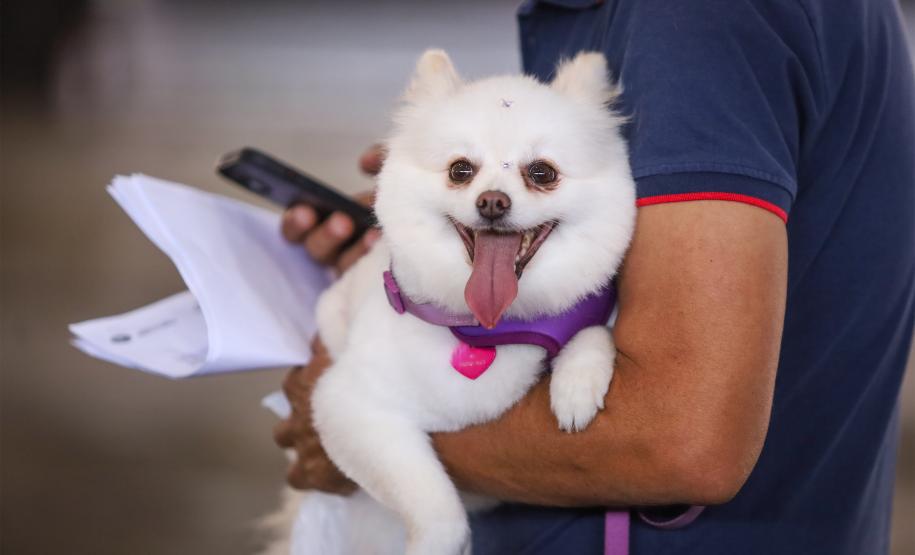 Estado prorroga o prazo para inscrição de OSCs no Conselho de Direitos Animais