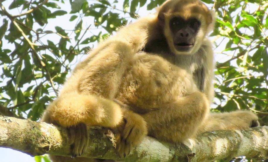 Em Castro: IAT finaliza detalhes para criação da 75ª Unidade de Conservação do Paraná