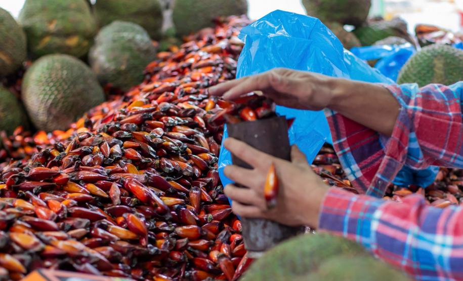 Fim da espera: temporada do pinhão começa nesta quarta-feira em todo o Paraná