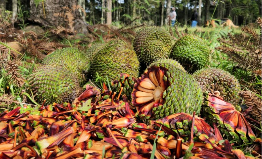 Fim da espera: temporada do pinhão começa nesta quarta-feira em todo o Paraná