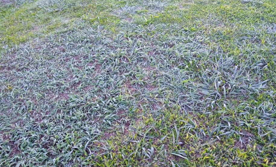 Paraná tem geada e registra temperatura mais baixa do ano até o momento