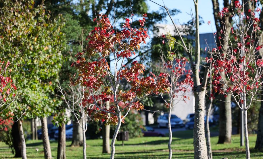 Com massa de ar polar, Paraná tem primeiras temperaturas negativas e recorde de frio no ano