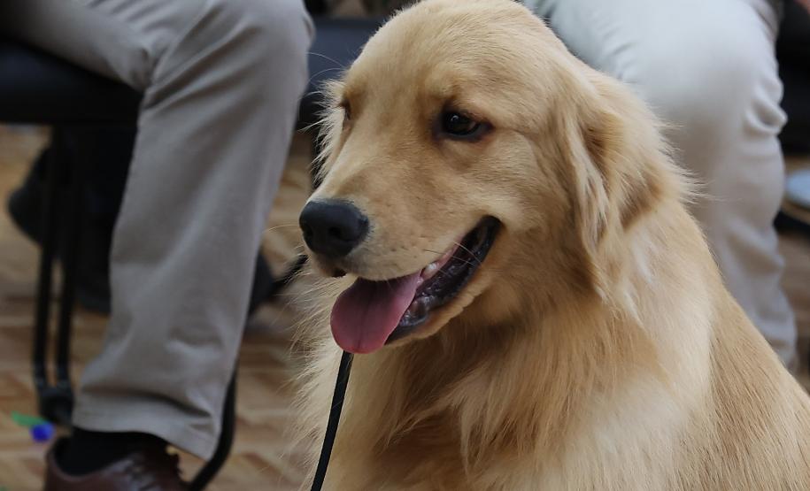 Novo programa para animais, Vet-Móvel começa em junho pela RMC e Litoral