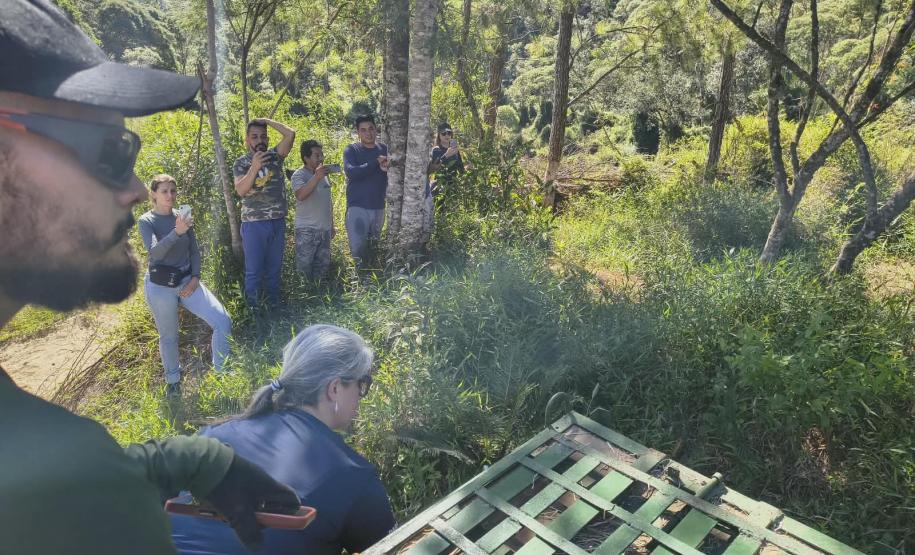 Anta que sofreu acidente na BR-277 retorna à natureza em área de conservação da Serra do Mar