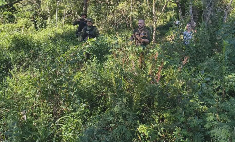 Anta que sofreu acidente na BR-277 retorna à natureza em área de conservação da Serra do Mar