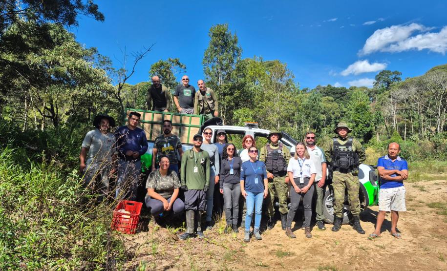 Anta que sofreu acidente na BR-277 retorna à natureza em área de conservação da Serra do Mar