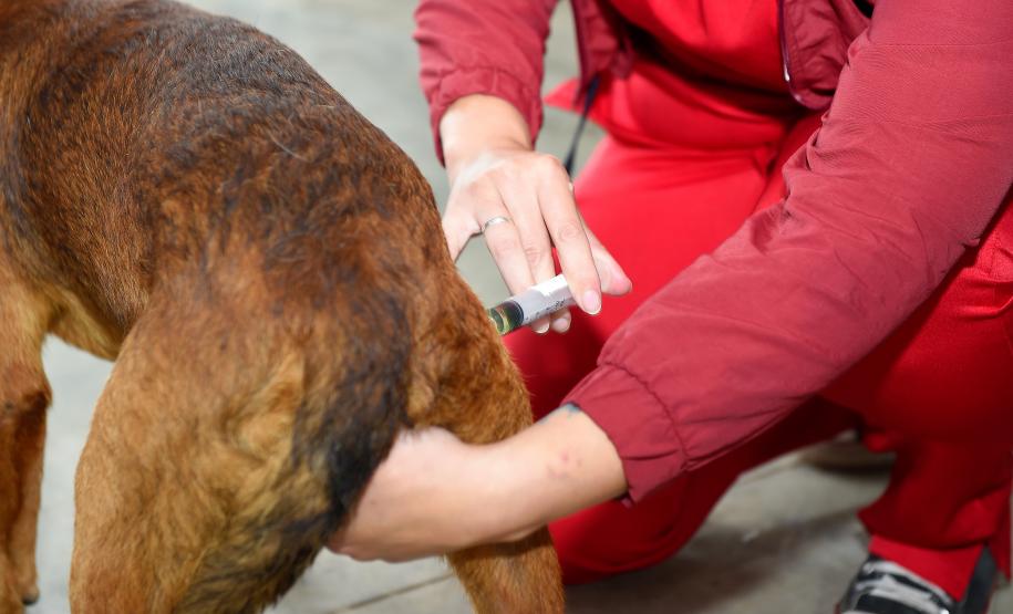 Atendimentos do Vet-Móvel Paraná começam na segunda-feira; veja como se inscrever