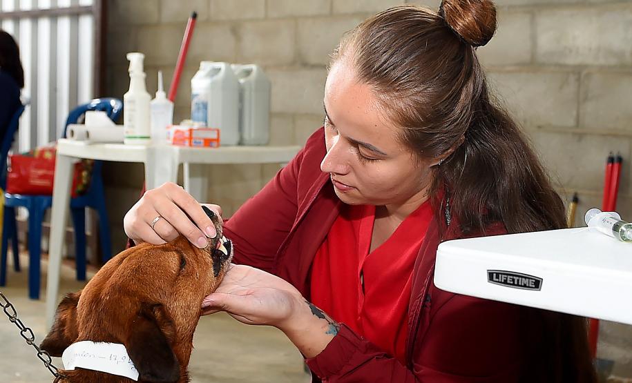 Atendimentos do Vet-Móvel Paraná começam na segunda-feira; veja como se inscrever