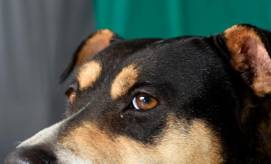 Atendimentos do Vet-Móvel Paraná começam na segunda-feira; veja como se inscrever