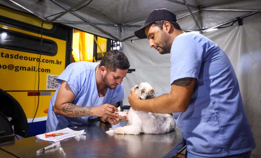 Para ampliar políticas públicas, Estado cria Superintendência-Geral de Proteção Animal