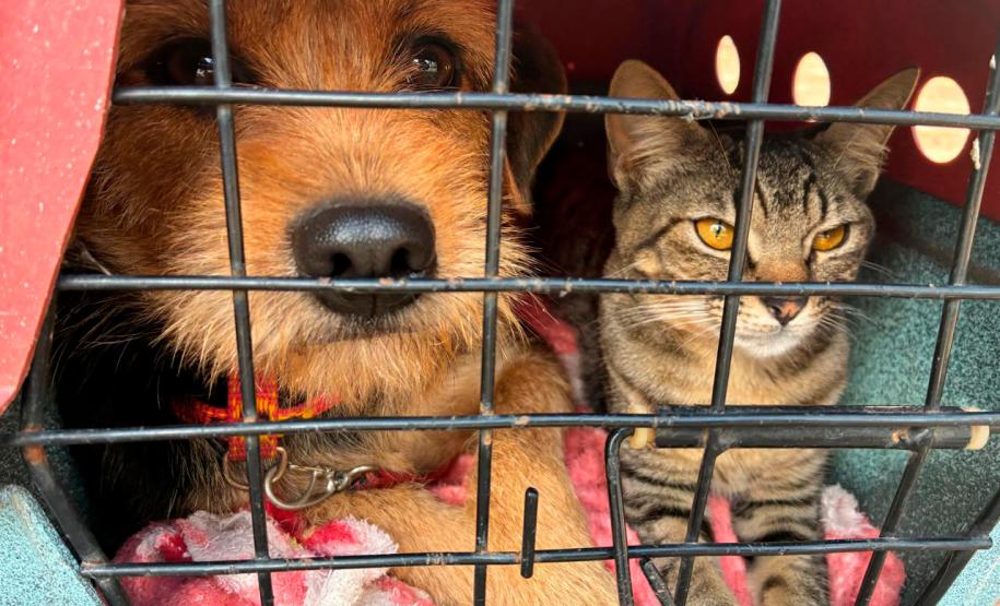 Atendimentos do Vet-Móvel Paraná começam na segunda-feira; veja como se inscrever