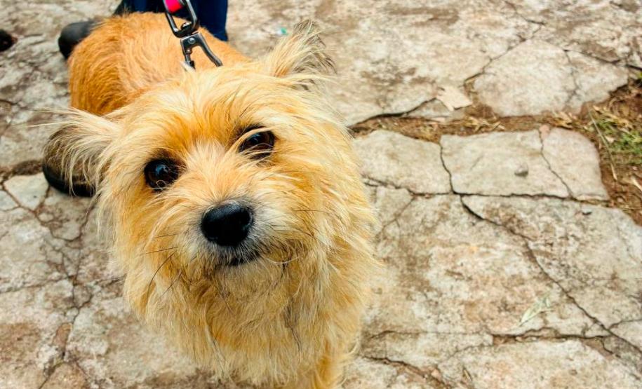 Atendimentos do Vet-Móvel Paraná começam na segunda-feira; veja como se inscrever