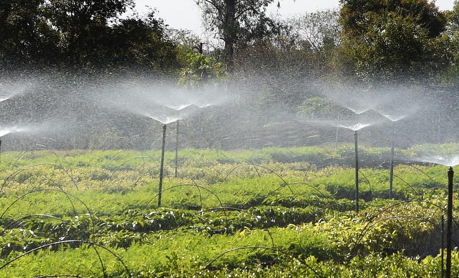 Frio e geadas exigem atenção no plantio de mudas, alerta Instituto Água e Terra
