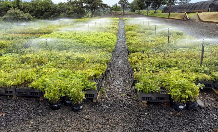 Frio e geadas exigem atenção no plantio de mudas, alerta Instituto Água e Terra