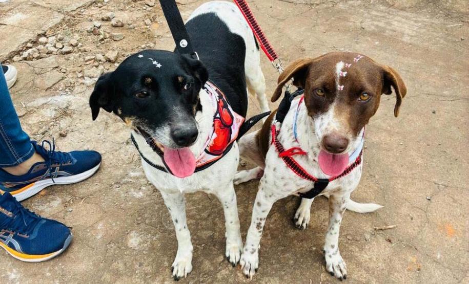CastraPet Paraná atinge marca de 150 mil animais esterilizados em 392 municípios