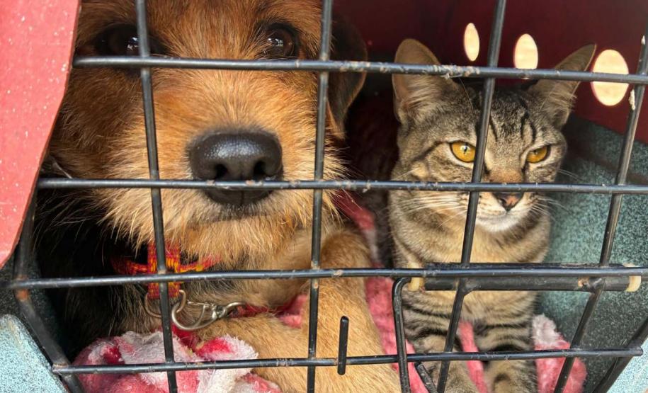 CastraPet Paraná atinge marca de 150 mil animais esterilizados em 392 municípios