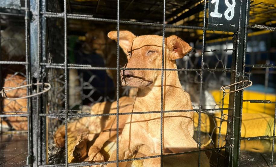 CastraPet Paraná atinge marca de 150 mil animais esterilizados em 392 municípios