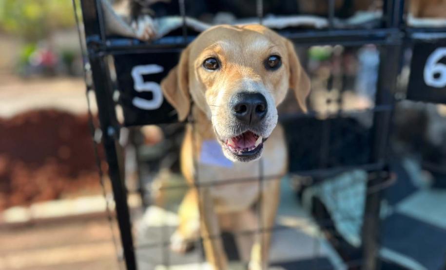 CastraPet Paraná atinge marca de 150 mil animais esterilizados em 392 municípios