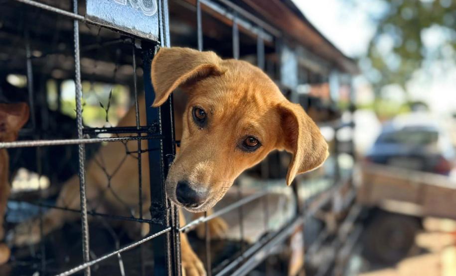 CastraPet Paraná atinge marca de 150 mil animais esterilizados em 392 municípios