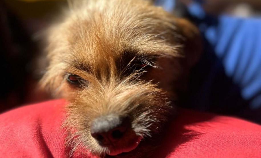 CastraPet Paraná atinge marca de 150 mil animais esterilizados em 392 municípios