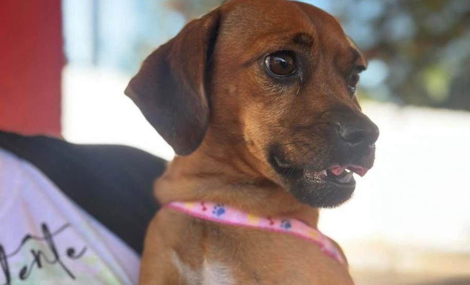 CastraPet Paraná atinge marca de 150 mil animais esterilizados em 392 municípios