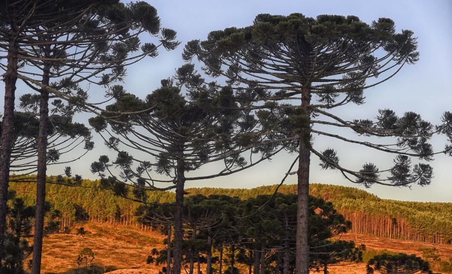 Paraná planta o futuro: distribuição de 668 mil mudas de Araucária reforçam símbolo do Estado