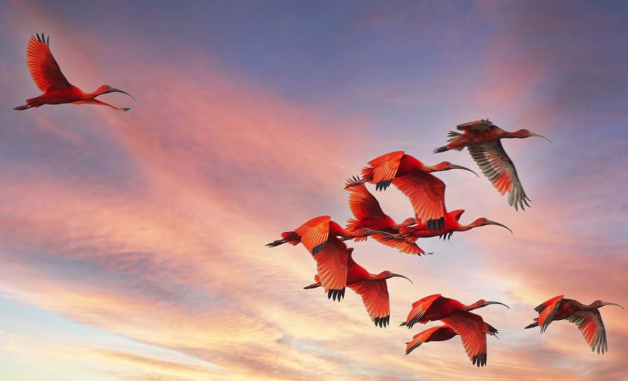 Cores da Natureza do Paraná: Sedest lança livro fotográfico da biodiversidade do Estado
