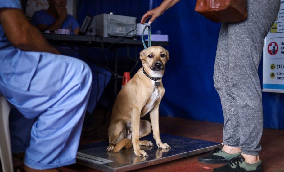 CastraPet Paraná vai passar por 37 municípios e beneficiar 6 mil animais em junho